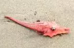 Strange fish on Peru beach