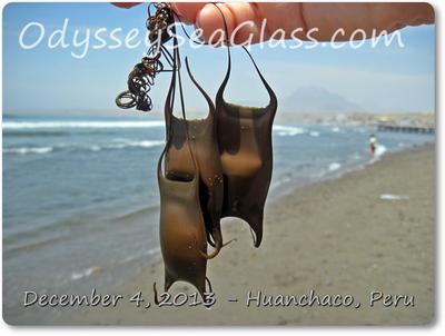 A Mermaid's Purse (Egg of Sharks and Ray... | Stock Video | Pond5